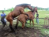 horse mating