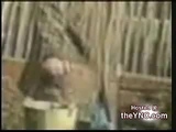 funny bull :)
