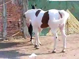 Horses Mating