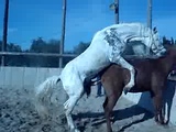 HORSES MATING