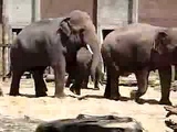 elephants