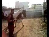 horse mating