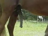 horse mating