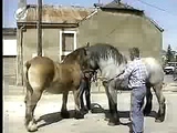 horse mating