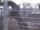 horse cumming on fence