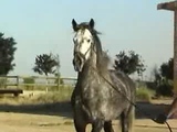 Horse breeding 