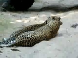 leopards mating