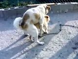 dogs mating