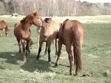 From Horse to Horse