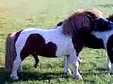 Mini Horse Mating