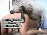 sheep fuck women