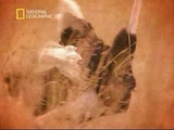 Ostrich sex