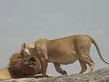 lions mating