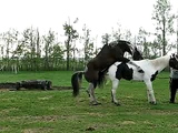 Stallion with big one breeding