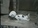 mixed - funny animal sex.flv