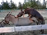 Hot Donkey Sex