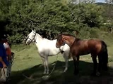 New Species Horse - Video