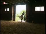 Horse mating Documentary