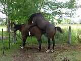 Hot Horse Sex