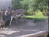 donkeymating