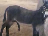 donkey self job (funny)