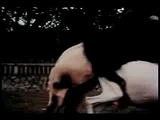 animal fucking compilation