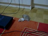 Fucking Hamsters