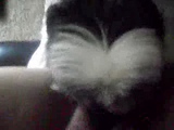 Lick That Pussy Puppy Part 2