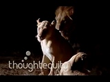 Lions Mating Twice