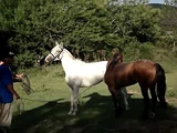 horses having sex