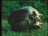 Hot Pig Sex