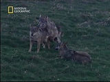 Wolves Mating