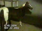 farm horse action