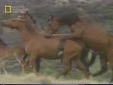 Horses A Cumpilation