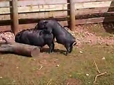 Pigs Fucking