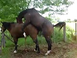 Horse Mating