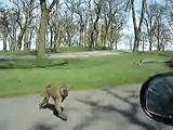 monkies