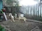 2 m dogs  (funny)