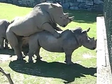 rhinos are having sex