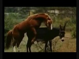 Horse mating