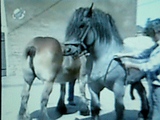 Mating Horses