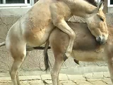 animals getting it on