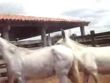 horse and donky