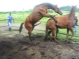 two horse got sex 2