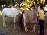 Assisted Horse Mating