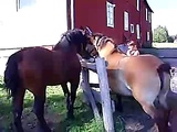 Wet horse mating