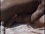 sex
