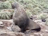 sex