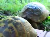 turtle sex orgasm