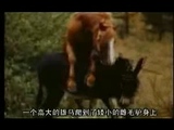 Horse Matingx